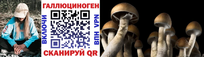 Купить где Купино Псилоцибиновые грибы Cubensis